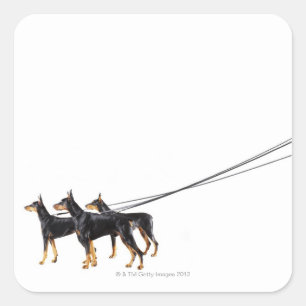 Three Dobermans on leash Square Sticker