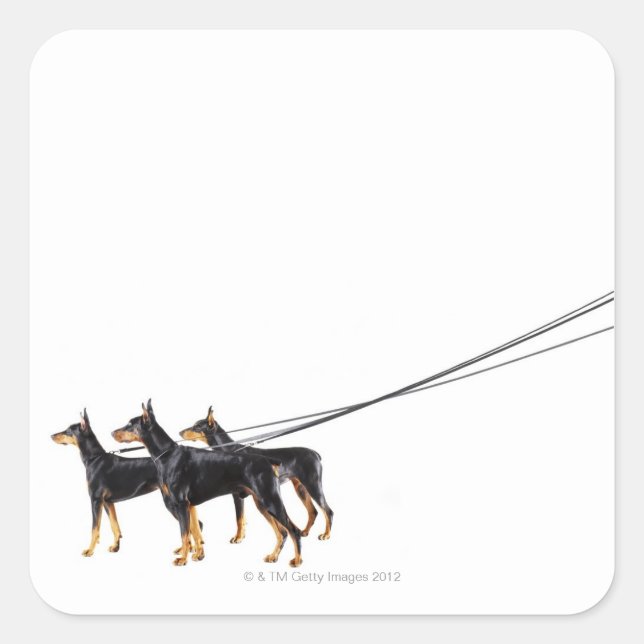 Three Dobermans on leash Square Sticker (Front)