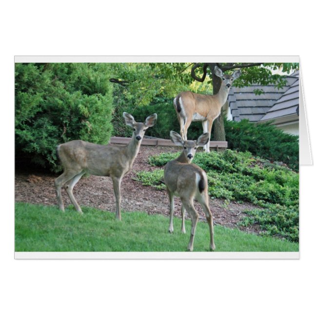 Three does looking at the camera (Front Horizontal)