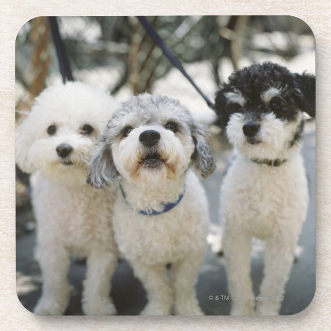 Three dogs coaster (Front)