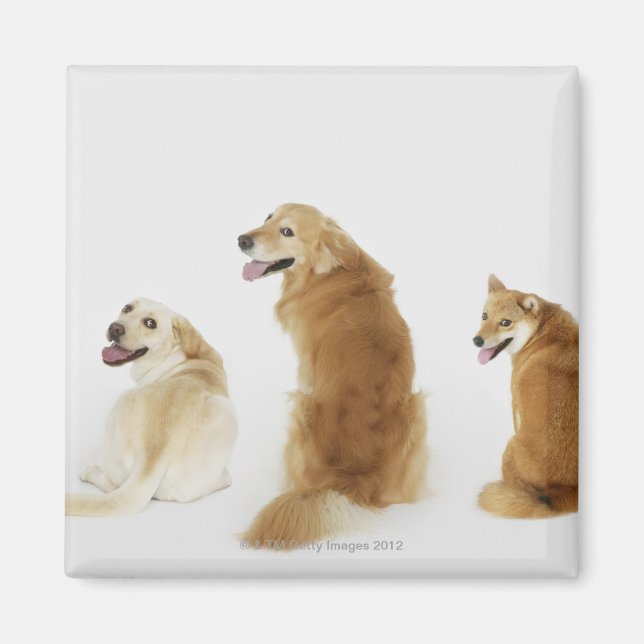Three dogs looking at camera magnet (Front)