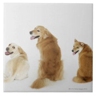 Three dogs looking at camera tile