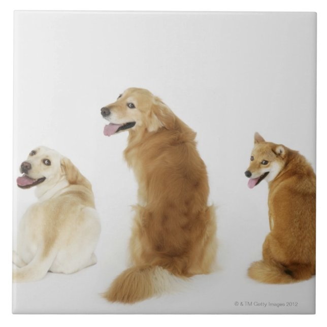Three dogs looking at camera tile (Front)