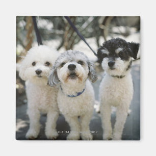 Three dogs magnet