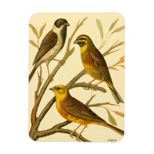 Three Domestic Birds Perched on a Branch Magnet