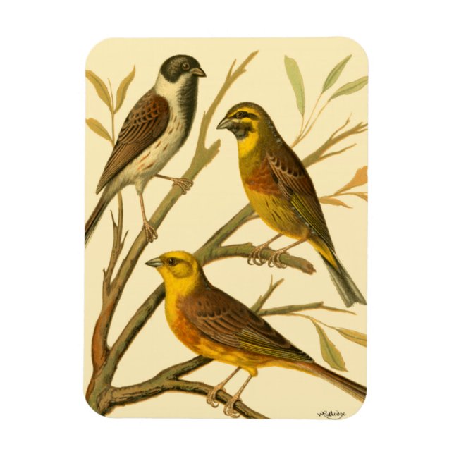 Three Domestic Birds Perched on a Branch Magnet (Vertical)