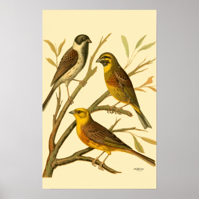 Three Domestic Birds Perched on a Branch Poster (Front)