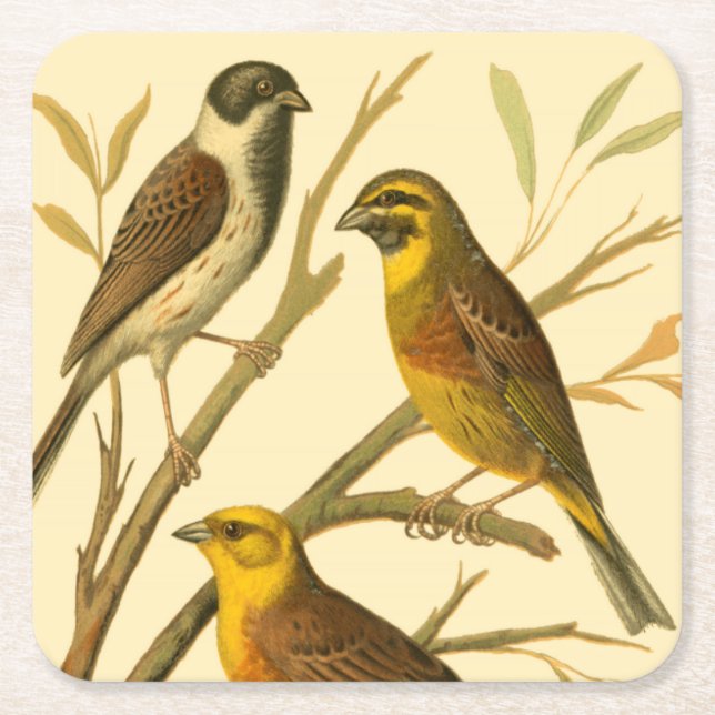 Three Domestic Birds Perched on a Branch Square Paper Coaster (Front)