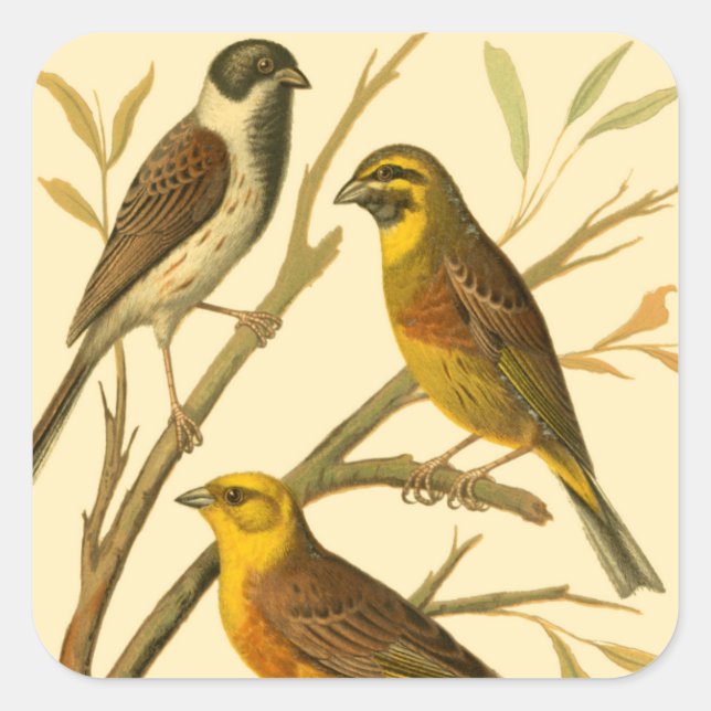Three Domestic Birds Perched on a Branch Square Sticker (Front)