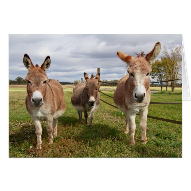 Three Donkey’s (Front Horizontal)