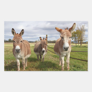 Three Donkey’s Rectangular Sticker