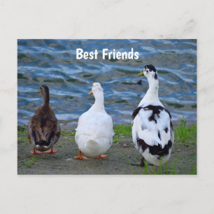 Three Ducks In A Row Postcard
