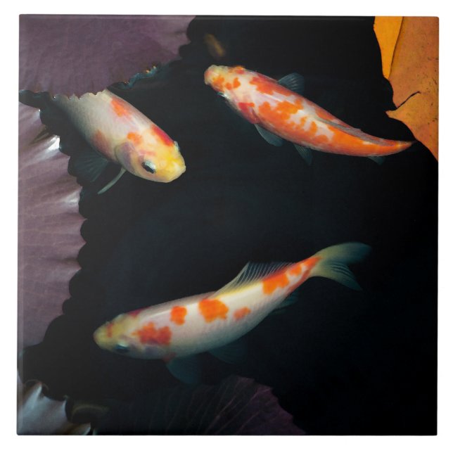 Three elegant koi in water lily pond ceramic tile (Front)