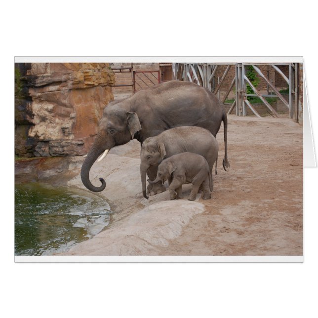 Three Elephants (Front Horizontal)