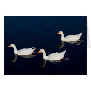Three Emden Geese