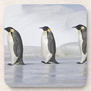 Three Emperor Penguins, Snow Hill Island Coaster