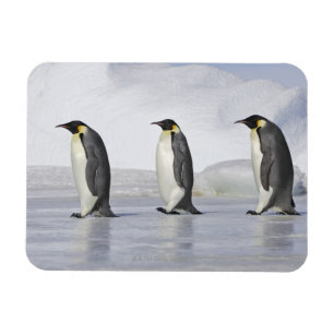 Three Emperor Penguins, Snow Hill Island Magnet