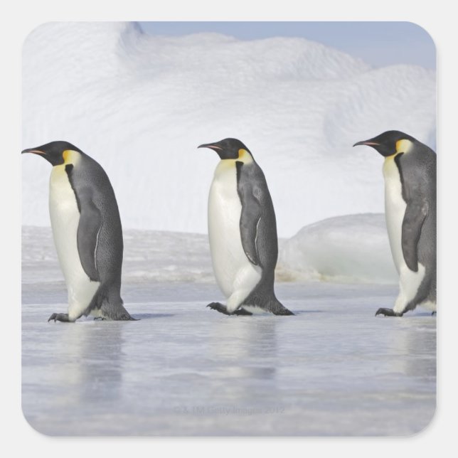 Three Emperor Penguins, Snow Hill Island Square Sticker (Front)