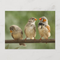 Three Finches Perched Nature Photography