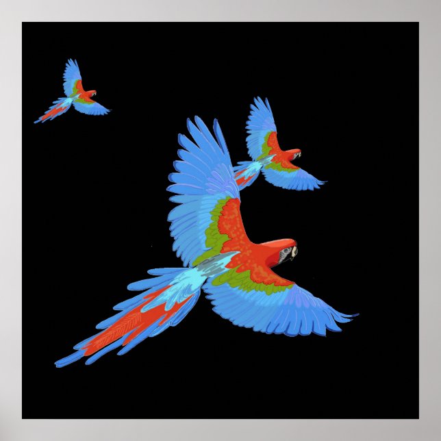Three Flying Macaws Hand Drawn Poster (Front)