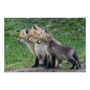 Three Fox Kits Poster