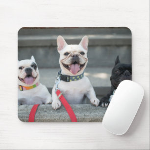 Three French Bulldogs Mouse Pad