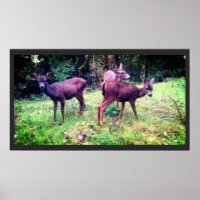 Three Friendly Baby Deer