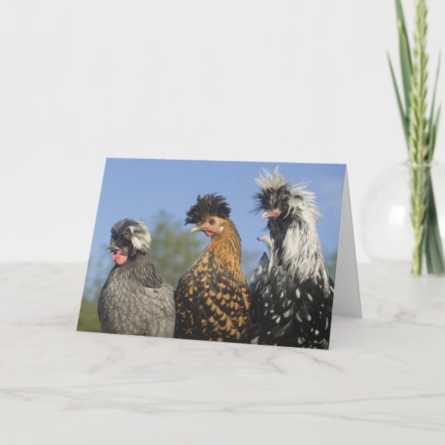 Three Funky Polish Chickens - Funny Birds Card (Front)