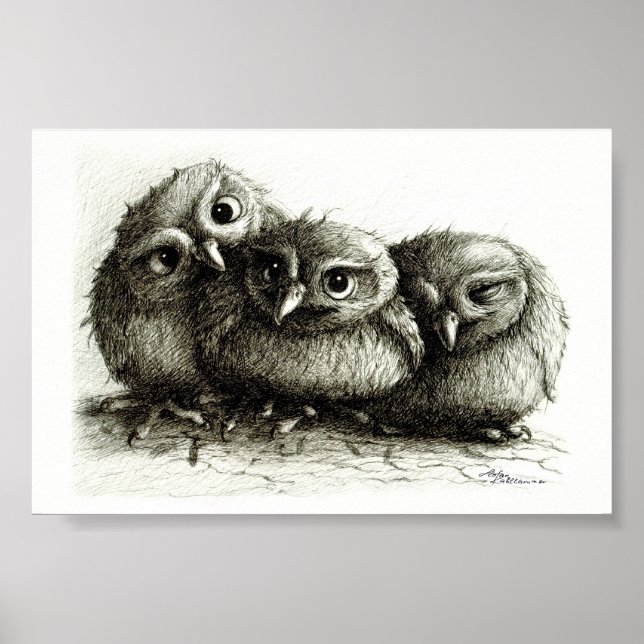 Three Funny Young Owls hand-drawn fine arts Poster (Front)