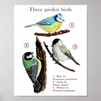 Three garden birds poster