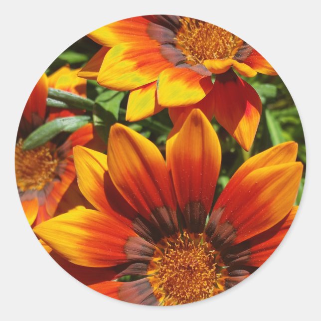 Three Gazanias round sticker,envelope sealer Classic Round Sticker (Front)