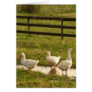 Three Geese in a Puddle in the Rain
