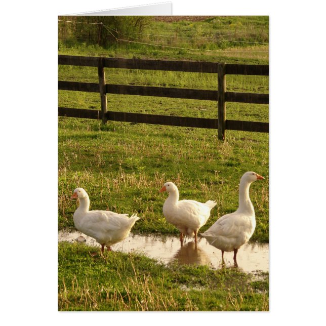 Three Geese in a Puddle in the Rain (Front)