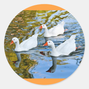 three geese swimming classic round sticker
