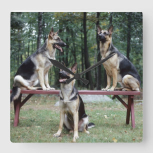 Three German Shepherds posing wall clock