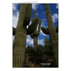 Three Giant Saguaro cacti with blue sky and clouds