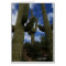 Three Giant Saguaro cacti with blue sky and clouds