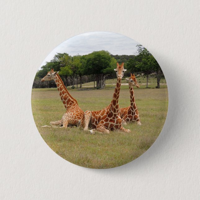 Three Giraffe at Fossil Rim 6 Cm Round Badge (Front)