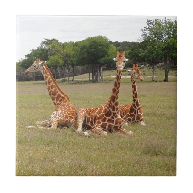 Three Giraffe at Fossil Rim Ceramic Tile (Front)