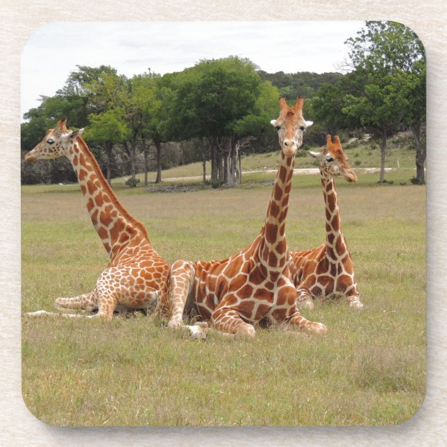 Three Giraffe at Fossil Rim Coaster (Front)