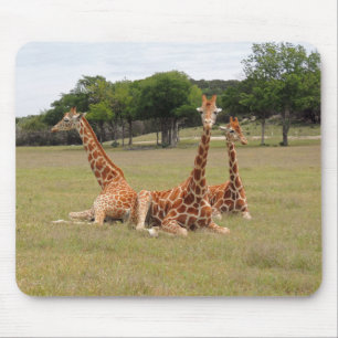 Three Giraffe at Fossil Rim Mouse Pad
