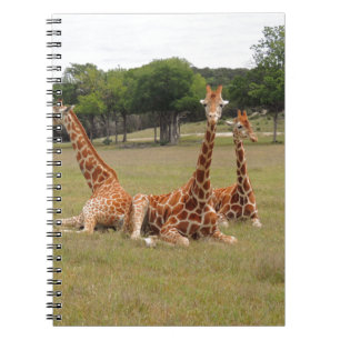 Three Giraffe at Fossil Rim Notebook