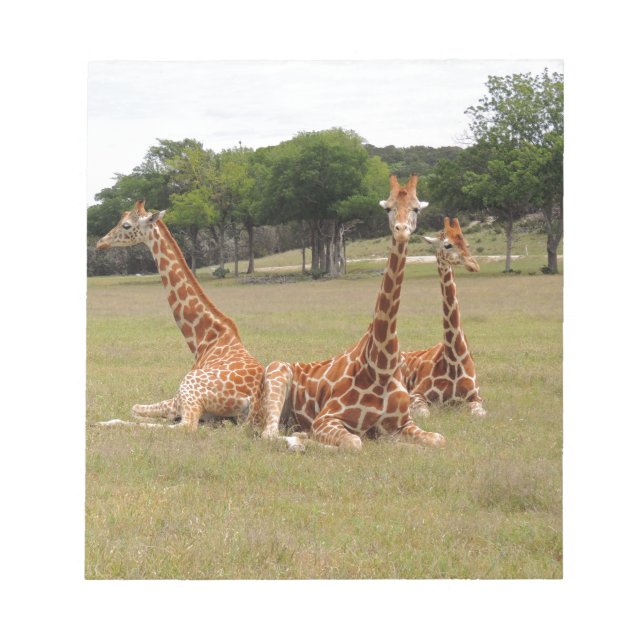 Three Giraffe at Fossil Rim Notepad (Front)