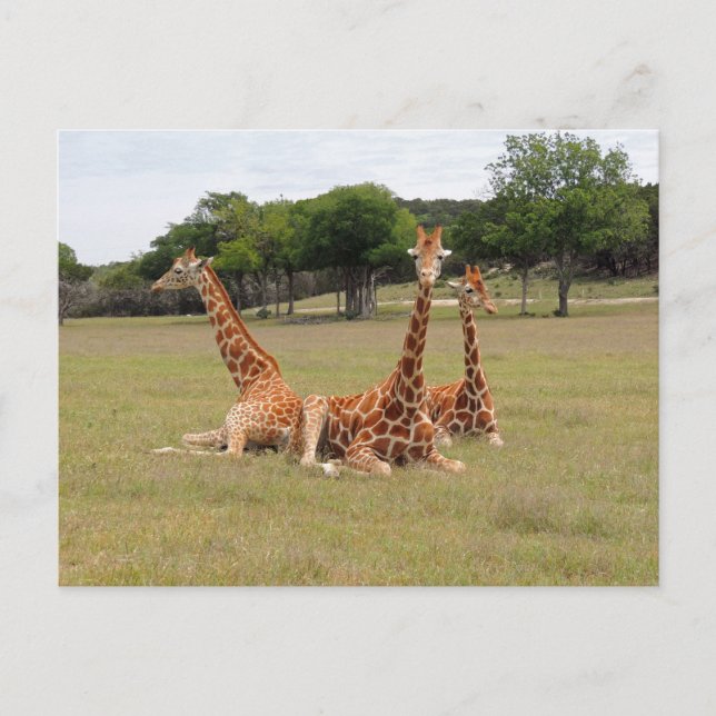 Three Giraffe at Fossil Rim Postcard (Front)