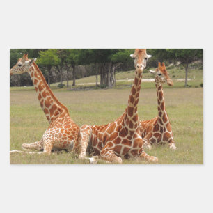 Three Giraffe at Fossil Rim Rectangular Sticker