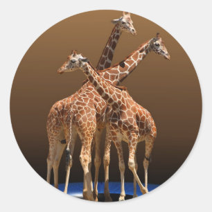 THREE GIRAFFES CLASSIC ROUND STICKER