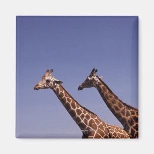 Three giraffes magnet