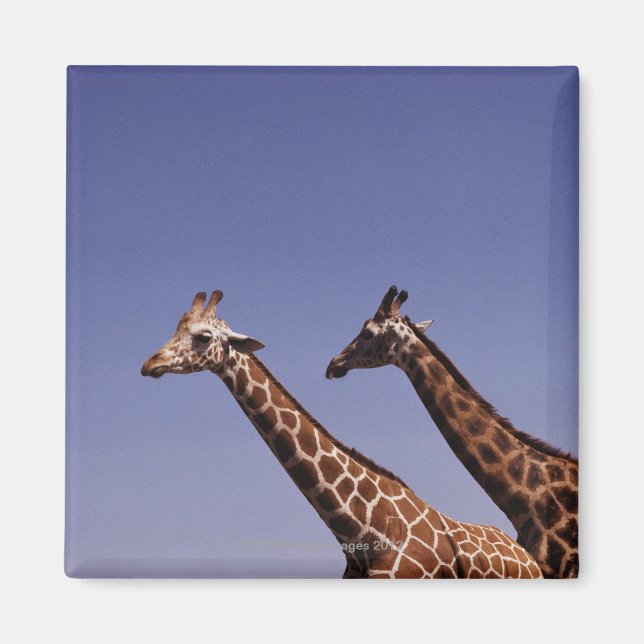 Three giraffes magnet (Front)