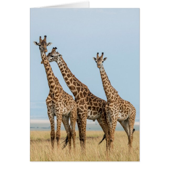 Three Giraffes Posing (Front)