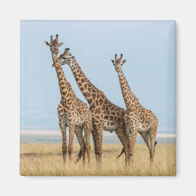 Three Giraffes Posing Magnet (Front)